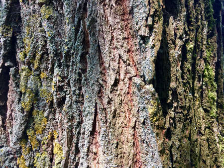 Detailed Tree Trunk With Green And Brown Barkの写真素材