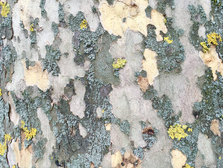 Detailed Closeup Of Colourful Tree Barkの写真素材