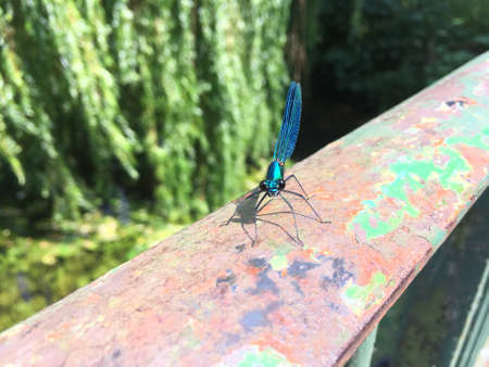 Closeup Of Dragonfly On Metal Rail Facing Cameraの写真素材