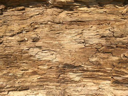 Closeup Of Broken Tree Trunk Barkの写真素材