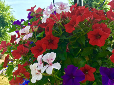 Group Of Red White And Purple Flowers In Basketの写真素材