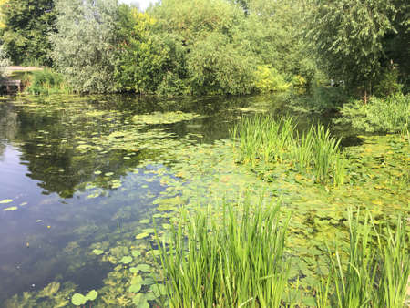 View Of River From Bank With Grass And Algaeの写真素材
