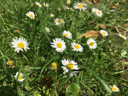 Closeup Of Group Of Daisiesの写真素材