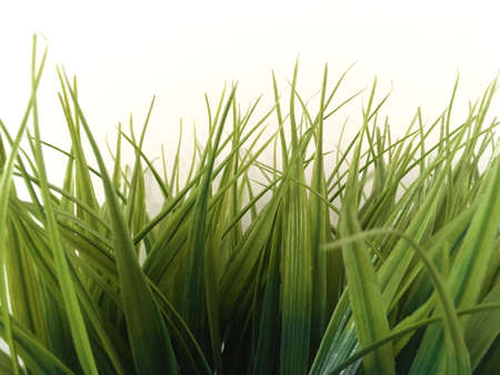 Closeup Of Green Grass Against White Wallの写真素材