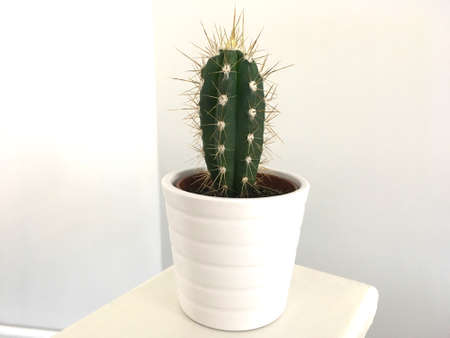 Tall Spiked Green Cactus In White Potの写真素材