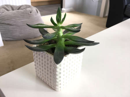 Green Succulent In White Pot Sat On Table Cornerの写真素材