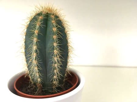 Closeup Of Round Green Cactusの写真素材