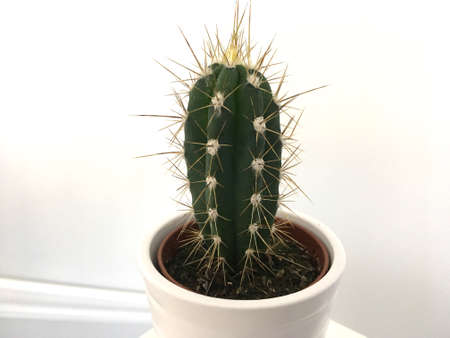 Tall Spiked Green Cactus In White Potの写真素材