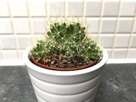 Small Green Cactus In White Pot Against Tileの写真素材