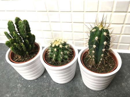 3 Green Cactus In White Pots Against Tiled Wall Closeupの写真素材