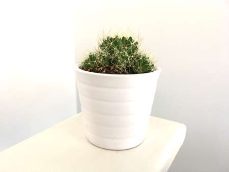 Small Green Cactus In White Potの写真素材