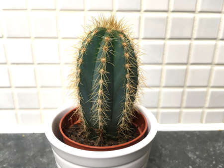 Round Green Cactus In White Plant Pot Closeupの写真素材