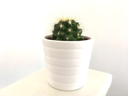 Small Round Green Cactus In White Potの写真素材