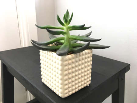 Bright Green Succulent Plant In White Plant Pot Sat On Black Shelfの写真素材