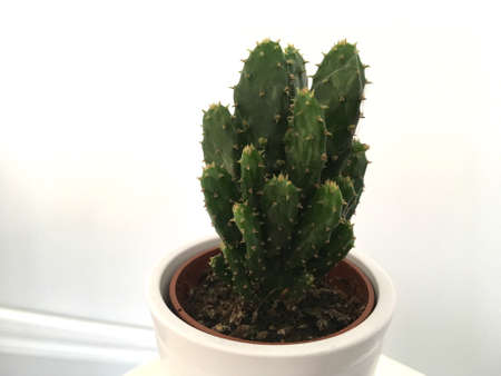 Small Flat Green Cactus In White Pot Closeupの写真素材