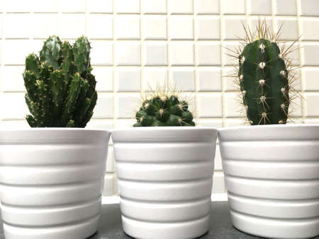 3 Green Cactus In White Pots Against Tiled Wall Closeupの写真素材