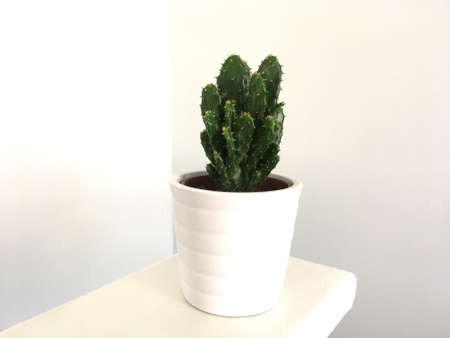 Small Flat Green Cactus In White Potの写真素材