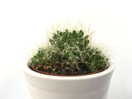 Closeup Of Small Green Cactus In White Potの写真素材