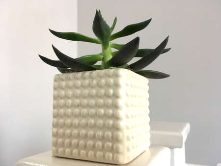 Green Succulent Plant In White Plant Potの写真素材