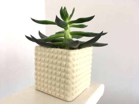 Macro Green Succulent Plant In White Plant Potの写真素材