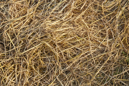 Abstract dried rice fieldの写真素材