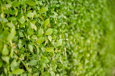 Vertical garden wall