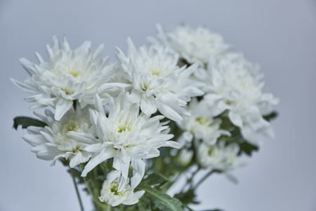 White Chrysanthemum on white backgroundの写真素材