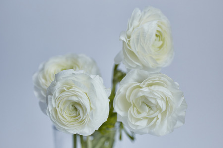 White Ranunculus on white backgroundの写真素材