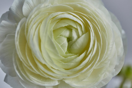 White Ranunculus on white background