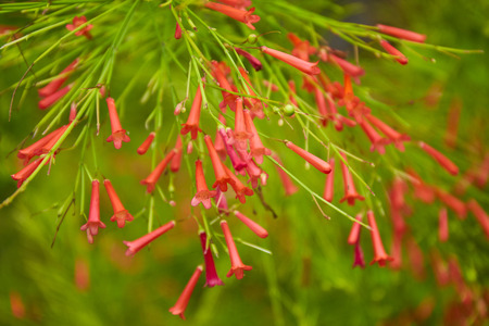 Selective focus of Fountain Plant flowerの写真素材