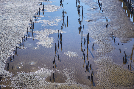 Row of bamboo fence for mangrove forest protectionの写真素材