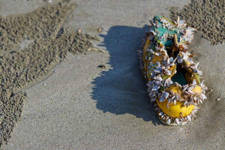 Sea shell growth on the shoe, Beach pollution