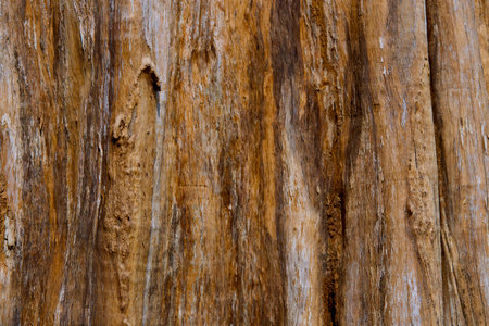 Vertical stripped of tree trunkの写真素材