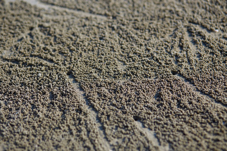 Tiny crabs holes on the beach