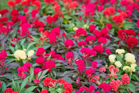 Colorful of cockscomb flowers background