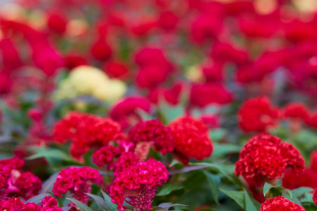 Colorful of cockscomb flowers background