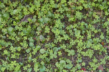 Green clover plant on groundの写真素材
