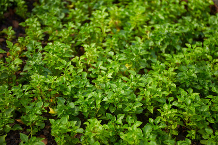 Alternanthera tiny green plant background