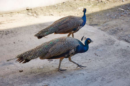 Couple of peacock in natural backgroundの写真素材