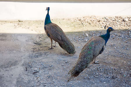 Couple of peacock in natural backgroundの写真素材