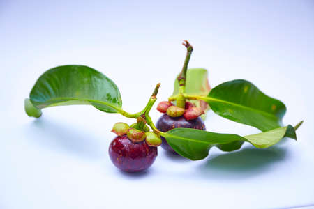 Fresh mangosteen on white backgroundの写真素材