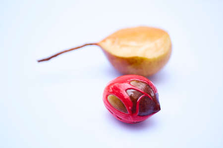 Fresh Nutmeg on white backgroundの写真素材