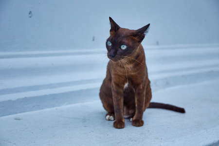 Brown Siamese cat on white wall backgroundの写真素材