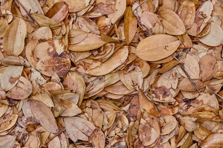 Dry cinnamon leaf on the ground backgroundの写真素材