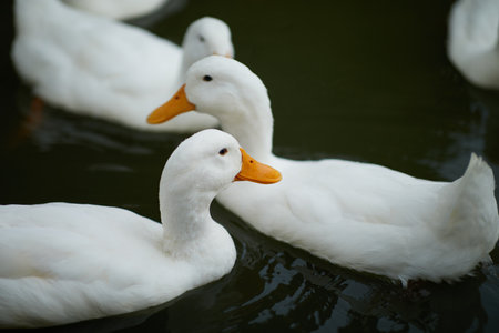 White ducks swimming in the water, Selective focus and shallow depth of fieldの写真素材