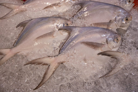 Fresh white pomfret fish on ice in the market