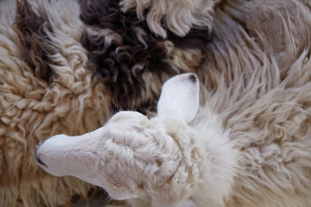 Sheep and lambs in the farm, Top view close-up.の写真素材