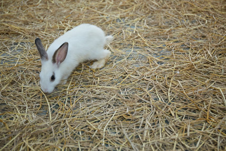 White rabbit on the hay in the farm, Animal in the farmの写真素材