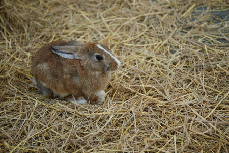 Rabbit in the farm,selective focusの写真素材