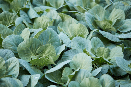Cabbage field in the morning. Green Cabbage field in the morning.の写真素材